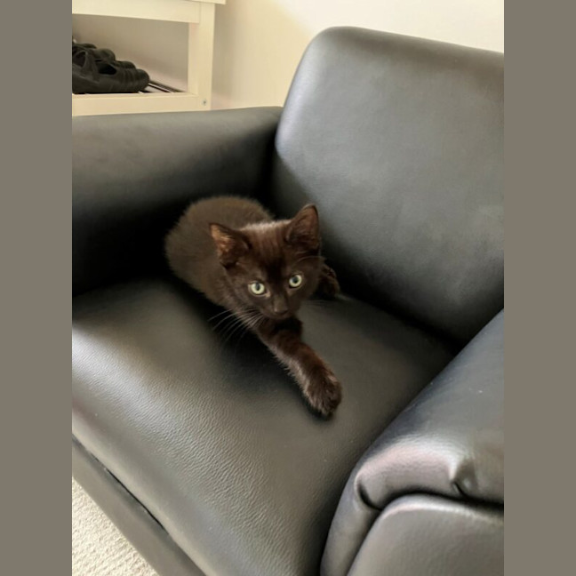 Photo of Liquorice