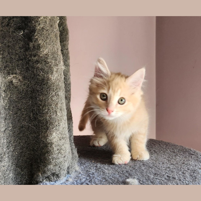 Photo of Morgan (Located In Foster Care In Templestowe)