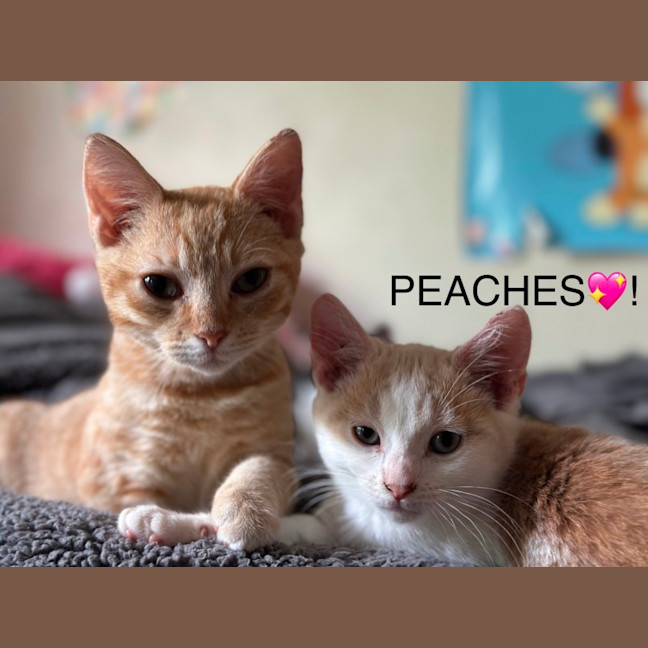 Photo of Peaches