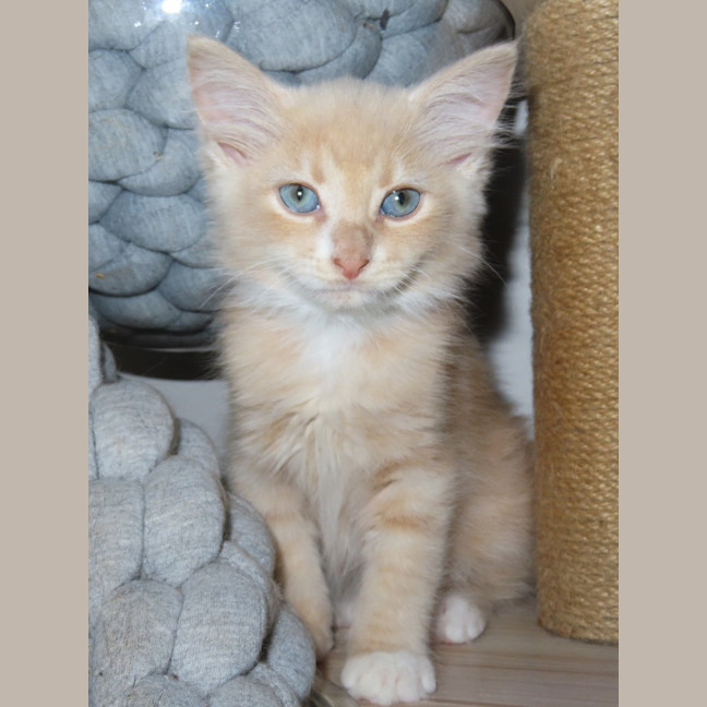 Photo of Opal (K89)