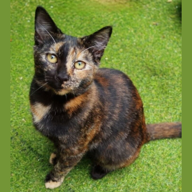 Photo of Checkers