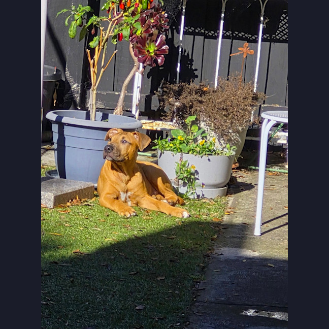 Photo of Jose' (Was Buster)