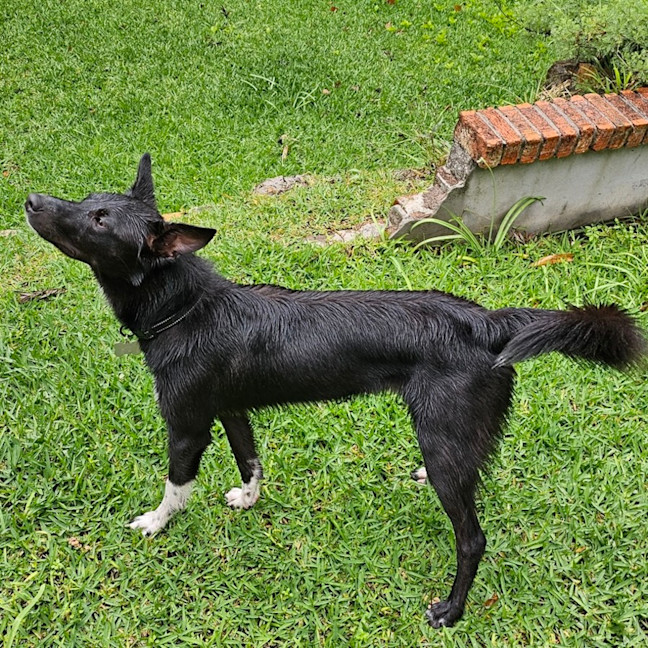 Photo of Bruce   Assisted Rehome 