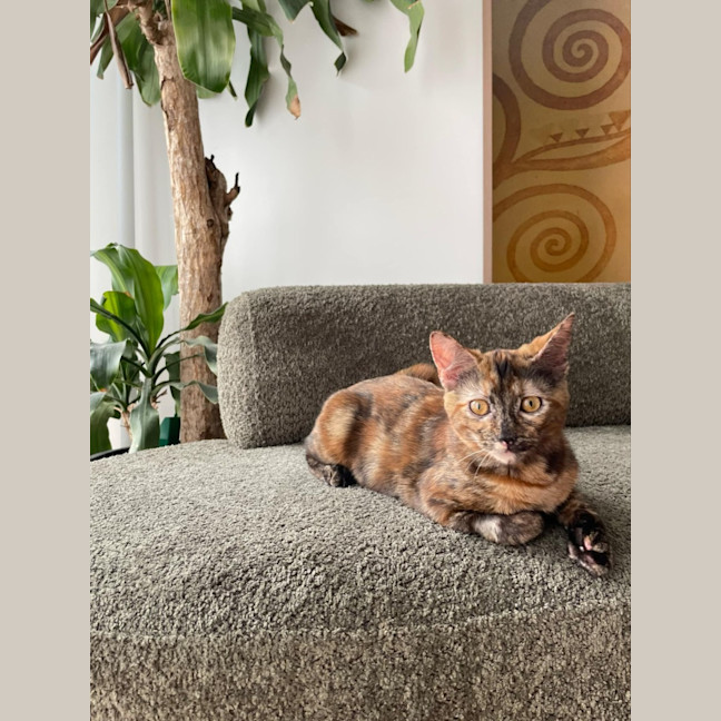 Photo of Maple   Located In Braybrook