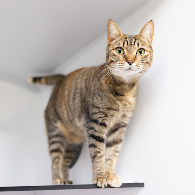 Photo of Nala