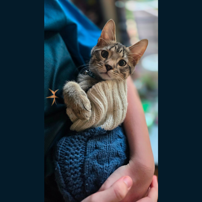 Photo of Milo