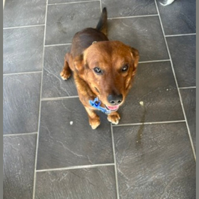 Photo of Spud   4 Year Old Corgi X