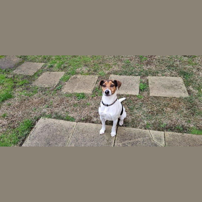 Photo of Jack Jack Silvanus