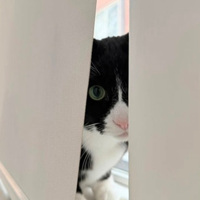 Photo of Parsnip