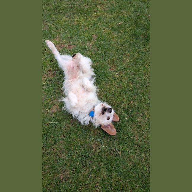 Photo of Sparky
