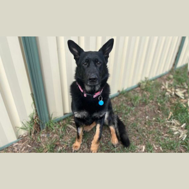 Photo of Star