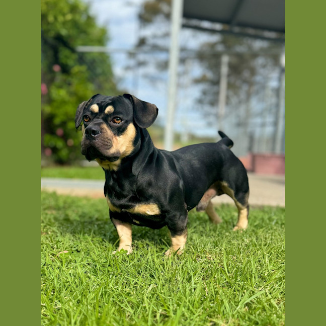 Photo of Gordo