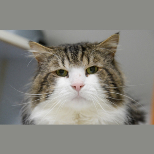 Photo of Fluffy