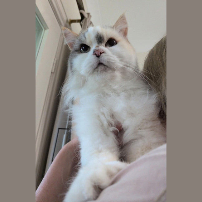 Photo of Gigi