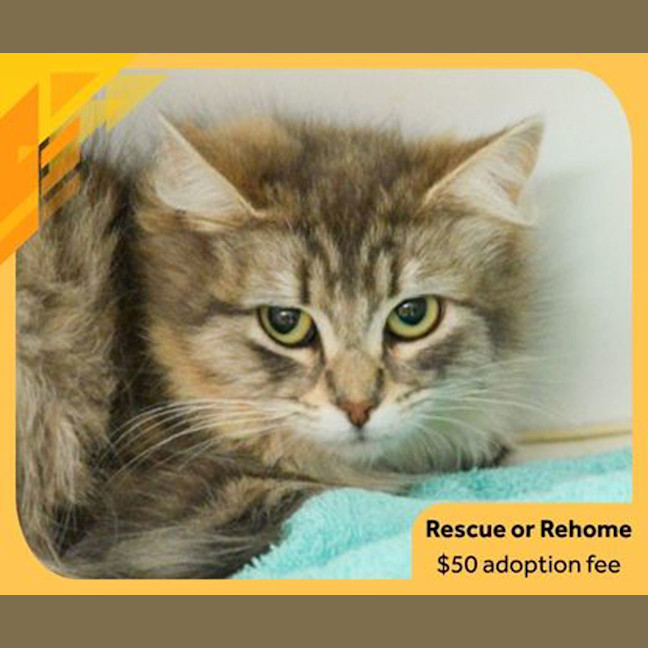 Photo of Beanie