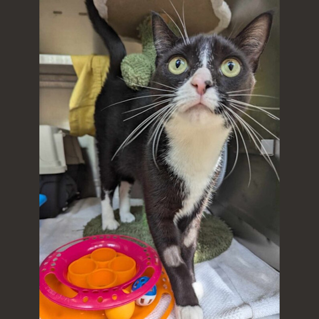 Photo of Maverick