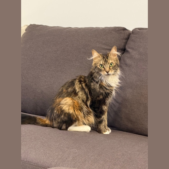 Photo of Zara