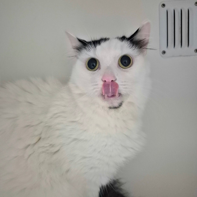 Photo of Nemo