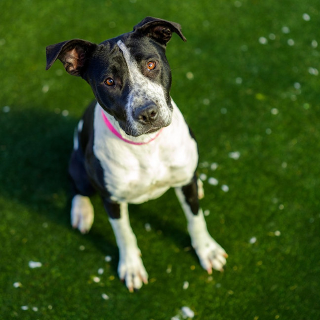 Photo of Millie Imp 1105