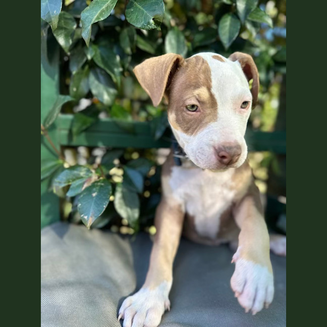 Photo of Humpfrey Bojangles