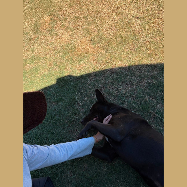Photo of Shadow