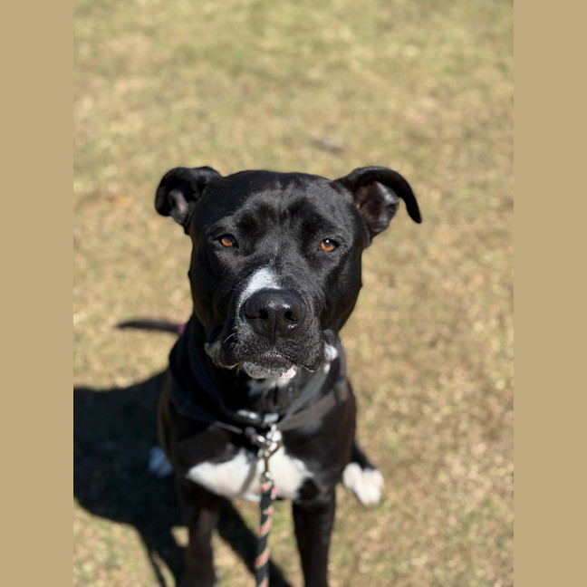 Photo of Remy
