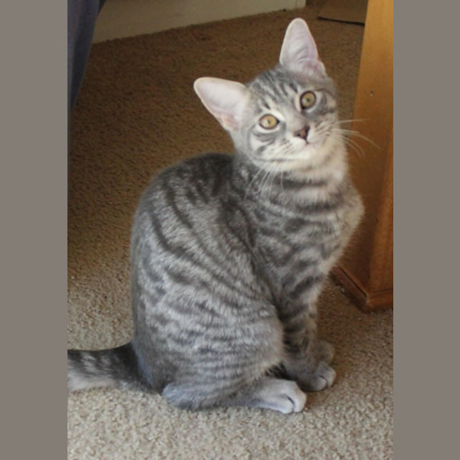 Photo of Aurora