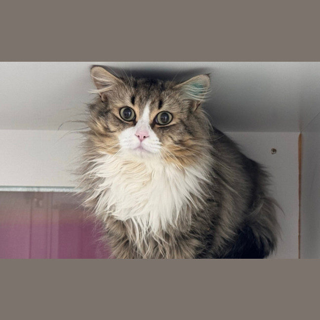 Photo of Hommus