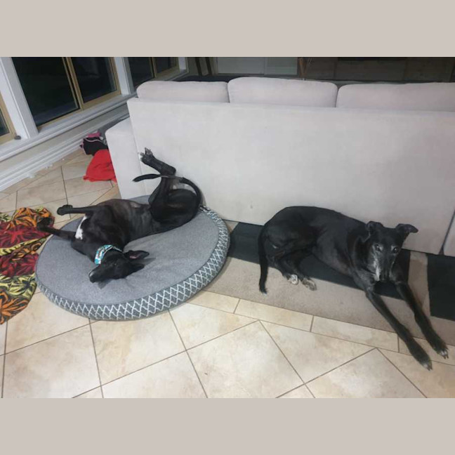 Photo of Scooby, The Greyhound