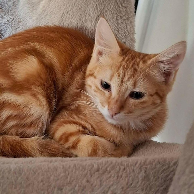 Photo of 13521   Opal