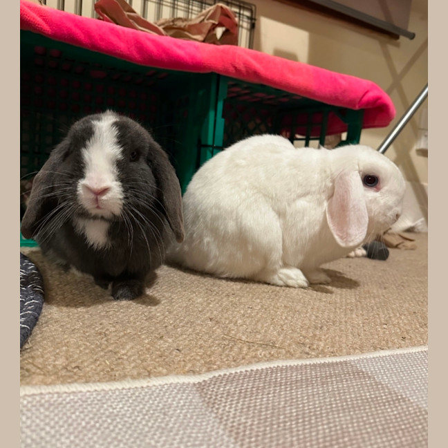 Photo of Jonas & Jase