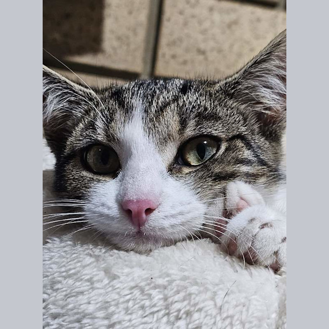 Photo of Gracie