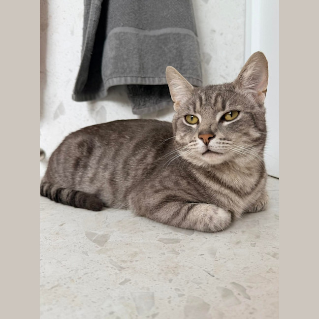 Photo of Milo 