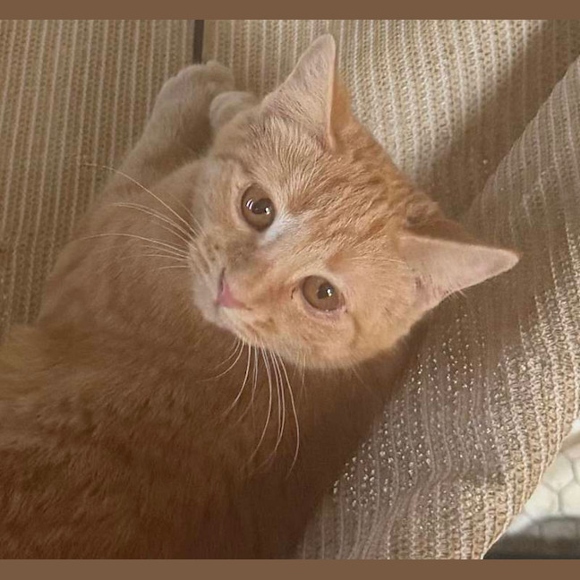 Photo of Bluebell