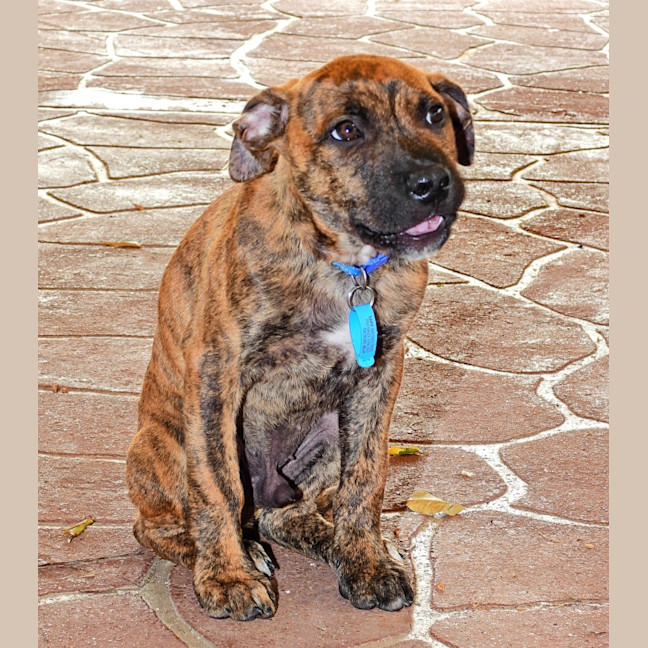 Photo of Geronimo