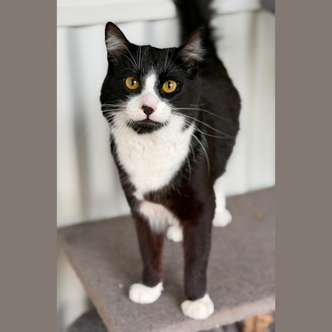 Photo of Gideon