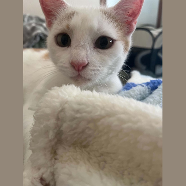 Photo of Peaches