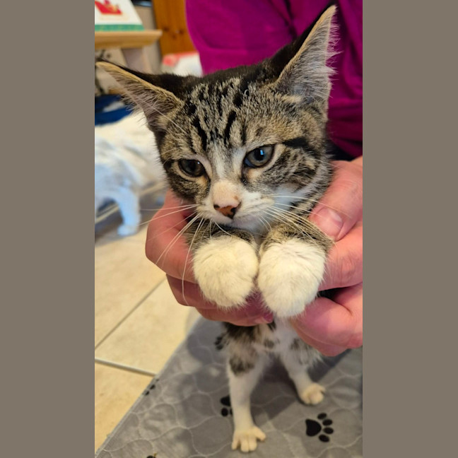 Photo of Sahara *9 Lives Project Rescue*