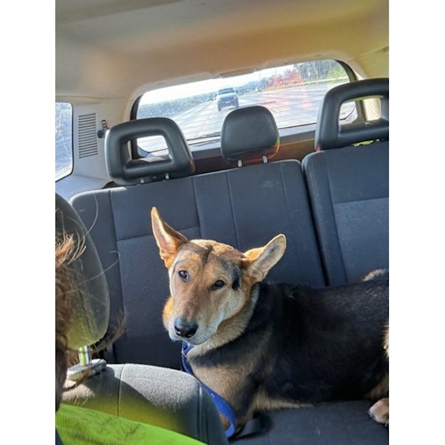 Photo of Turbo *$350 Adoption Fee*