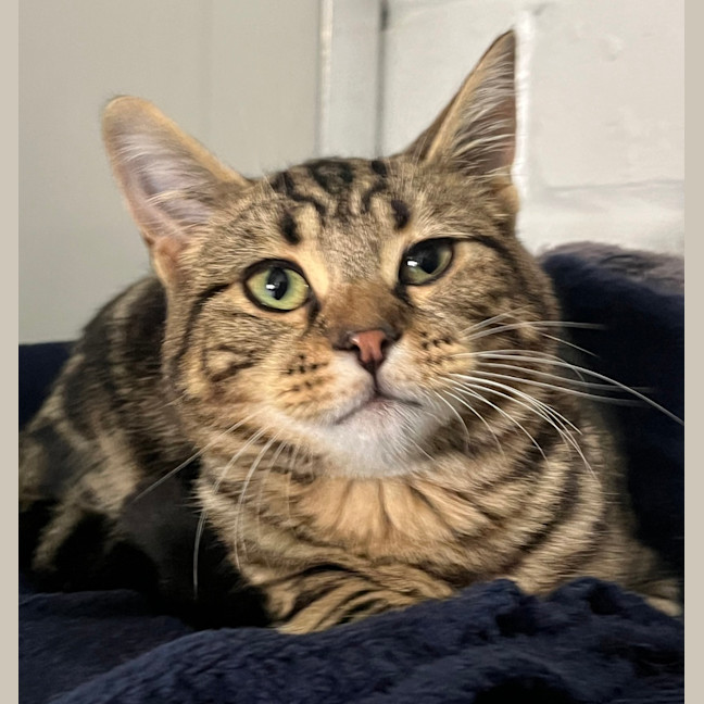 Photo of Cheeseburger 