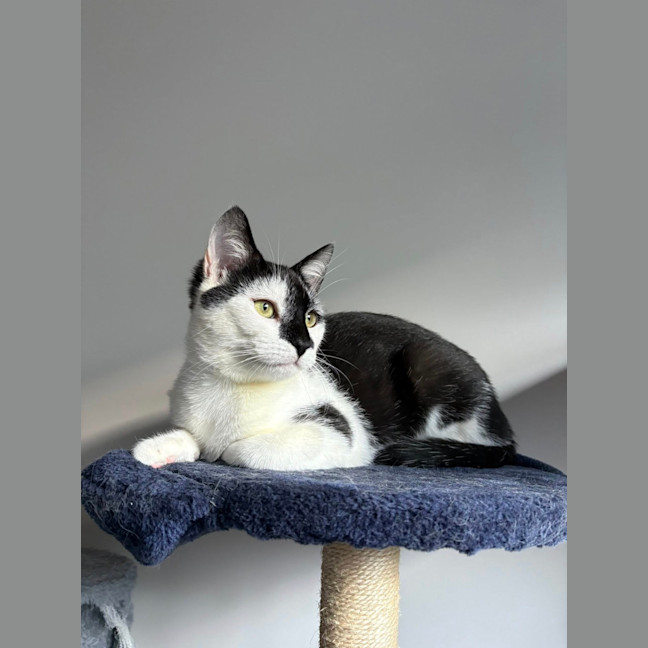 Photo of Luna