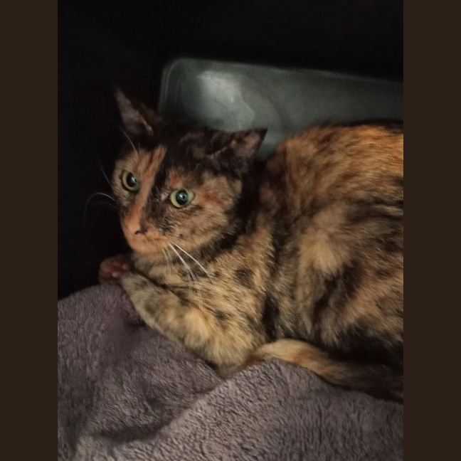 Photo of Jinxie