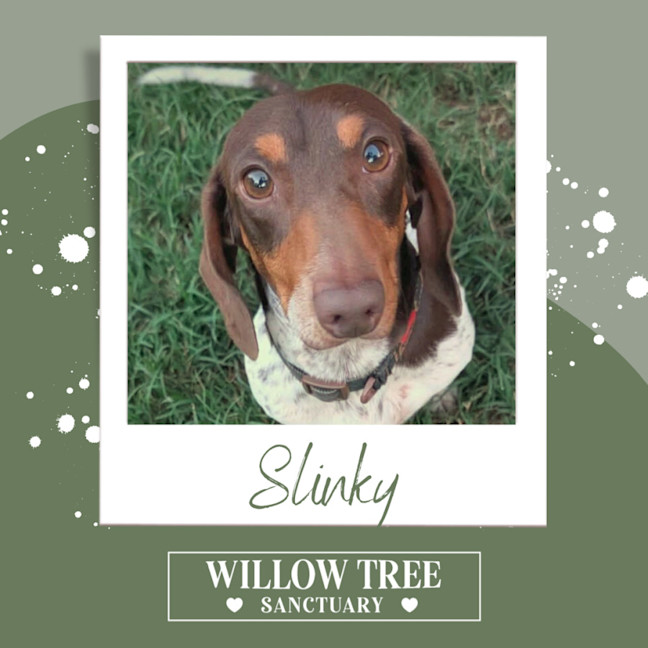 Photo of Slinky