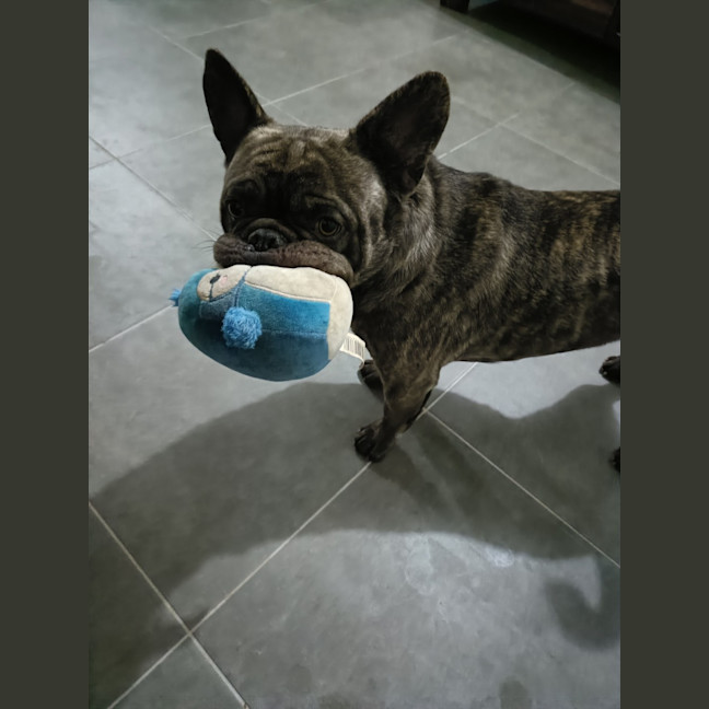 Photo of Douglas   2 Year Old French Bulldog X Pug