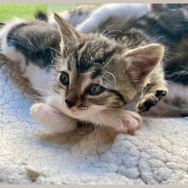 Photo of C1388 Anise