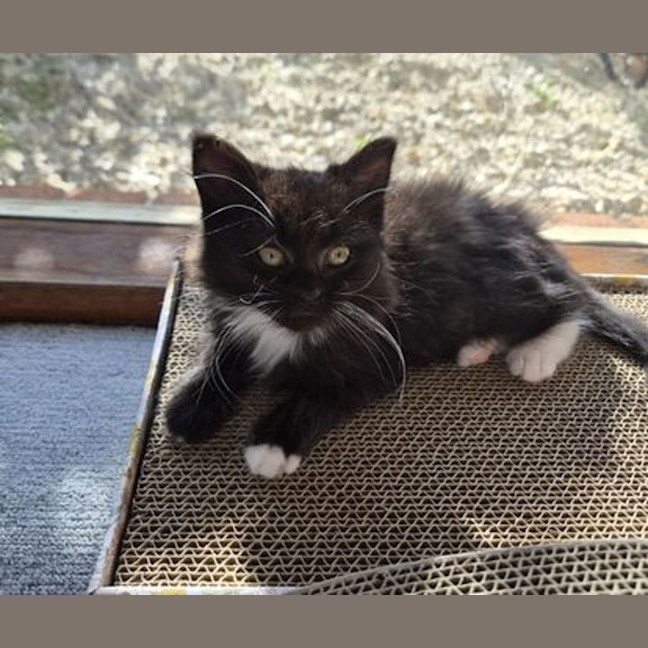 Photo of Whisky