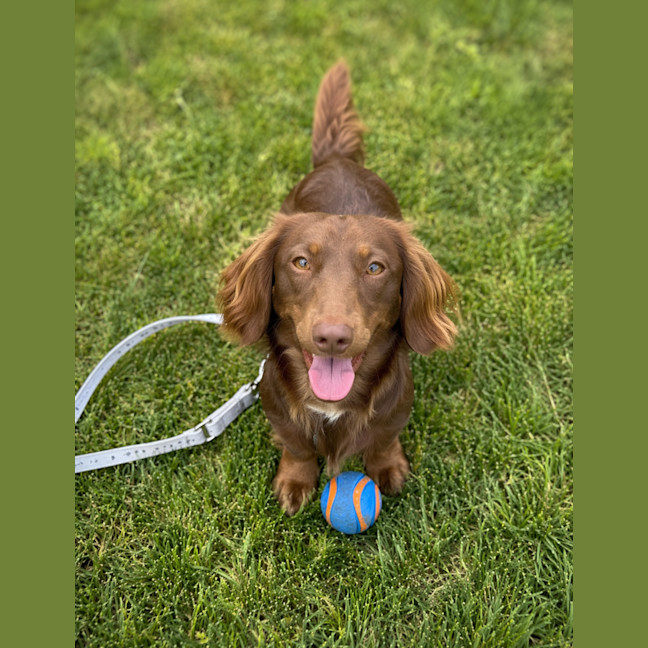 Photo of Milo