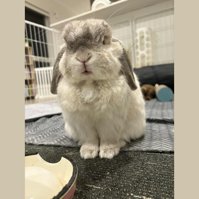 Photo of Gorgeous Milo