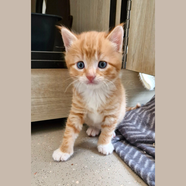 Photo of C1337 Robin