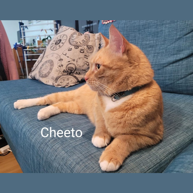 Photo of Cheeto